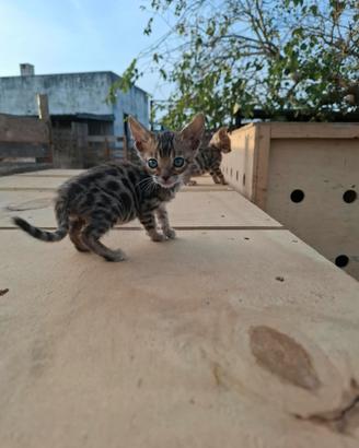 Gatto del bengala
