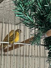 Luccherini testa nera magellano