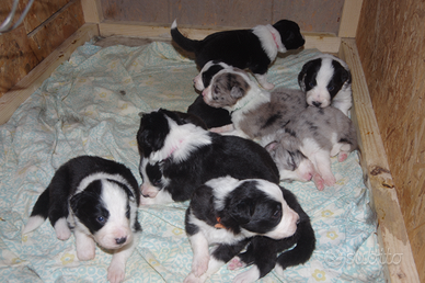 Cuccioli di border collie