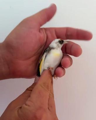 Cardellino
