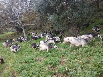 capre nicastresi e incroci rustici