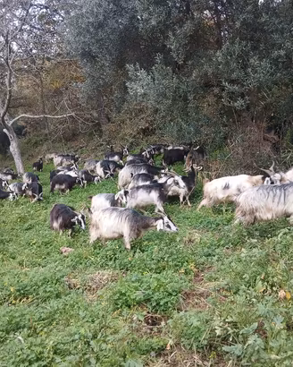 capre nicastresi e incroci rustici