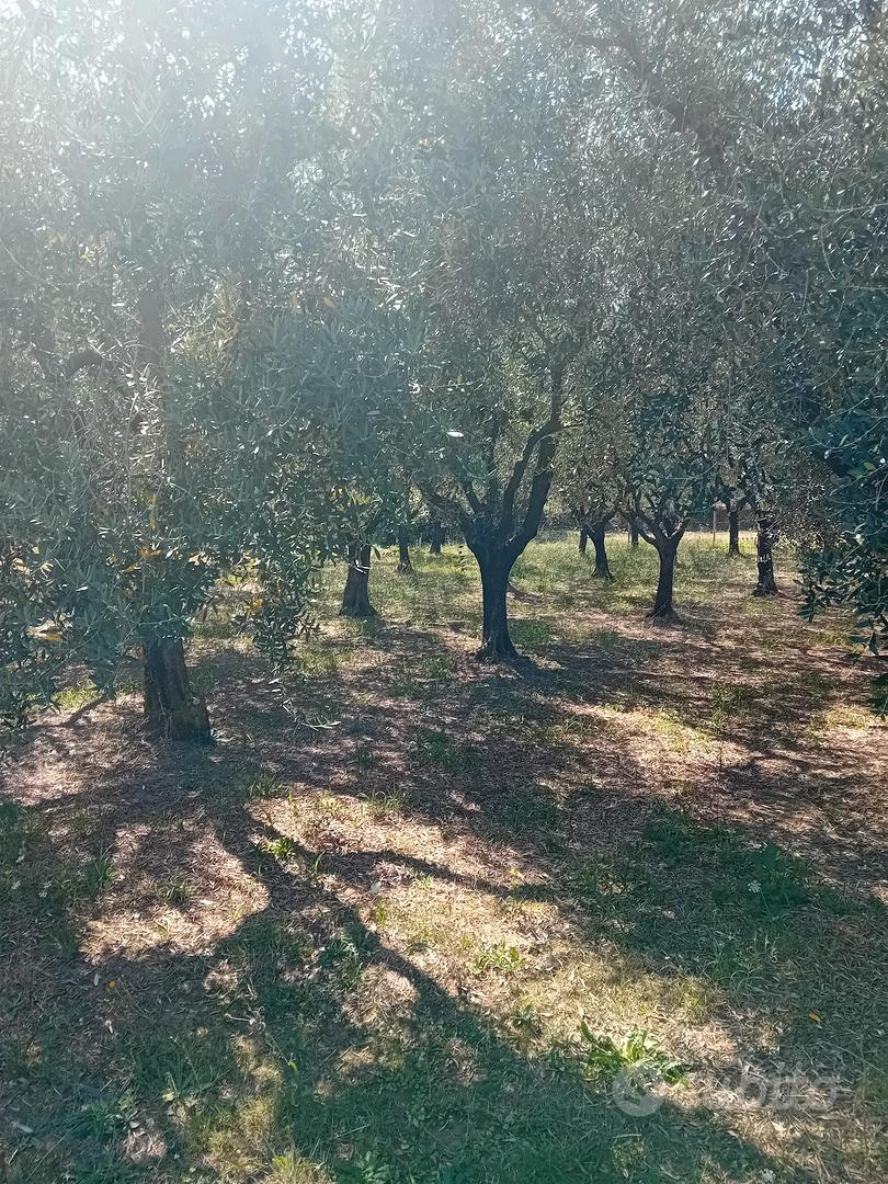 terreno con ulivi - Vista 4