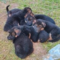 Cuccioli di pastore tedesco