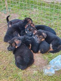 Cuccioli di pastore tedesco