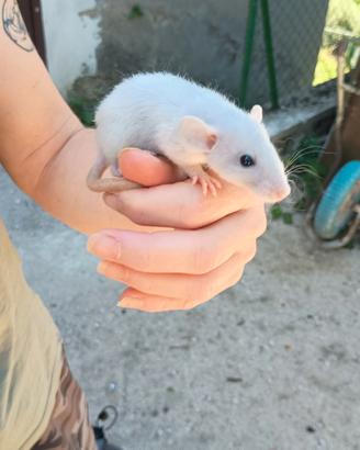 Ratti da compagnia maschi e femmine blù engl