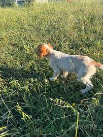 Setter inglese