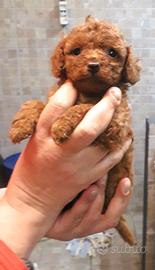 Cuccioli Barboncino Toy/Mini toy italiani