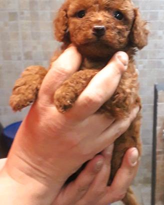 Cuccioli Barboncino Toy/Mini toy italiani