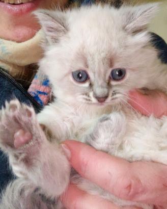 Micini Siberiani appena nati