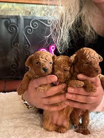 Maschietto e Femminuccia