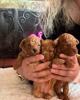 Maschietto e Femminuccia