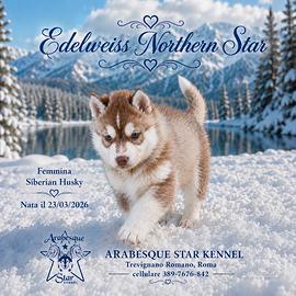 Splendido cucciolo siberian husky