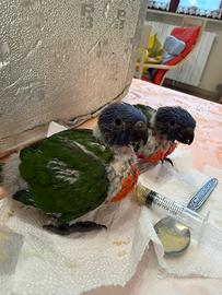 Lori arcobaleno allevato a mano