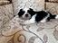 Immagine 4