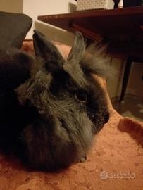 Cuccioli di coniglio nano testa di leone