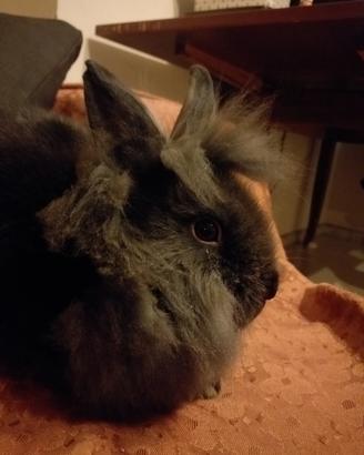 Cuccioli di coniglio nano testa di leone