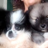 Cuccioli di Spitz di pomerania