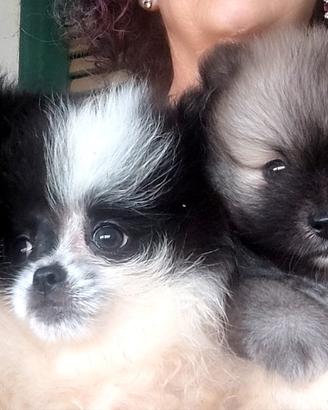 Cuccioli di Spitz di pomerania