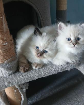 Gatti Siberiani e Neva Masquerade