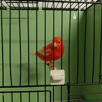 Canarino femmina rossa intensa ala bianca