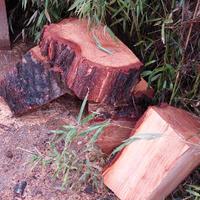 Tronchi di pino marittimo da intaglio