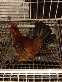 Gallo