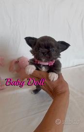 Chihuahua femmina a pelo lungo con pedigree enci 