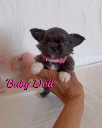 Chihuahua femmina a pelo lungo con pedigree enci 