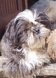 Splendido cucciolo di Shitzu