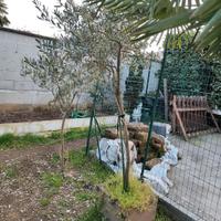 pianta di Ulivo 