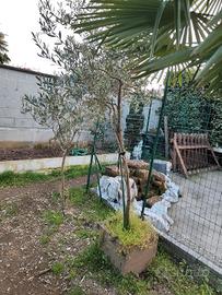 pianta di Ulivo 