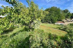 TER. AGRICOLO A MONTEFIASCONE