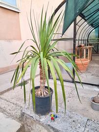 Dracaena draco