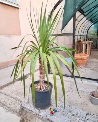 Dracaena draco