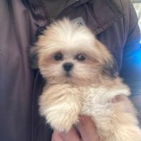 Lhasa apso