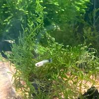 Avanotti Guppy - solo ritiro prov Lecco