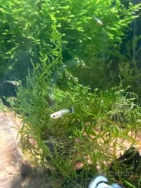 Avanotti Guppy - solo ritiro prov Lecco