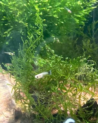 Avanotti Guppy - solo ritiro prov Lecco