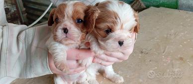 Cucciole di cavalier king