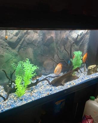 Discus blu cobalto red melon e 9 scalari red devil