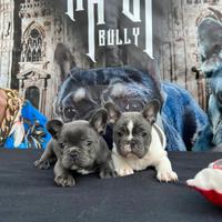 Bulldog francese