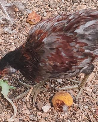 Gallo araucana