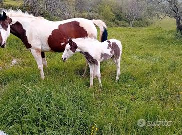 cavallo
