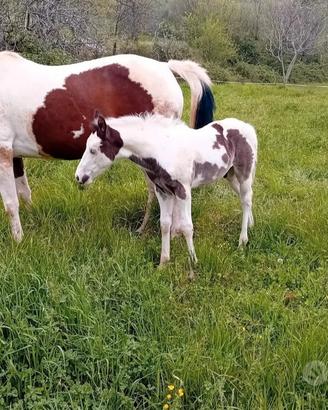 cavallo