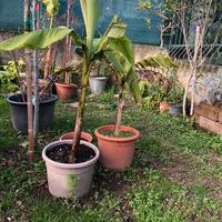 Banano in vaso