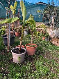 Banano in vaso