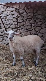 Agnello