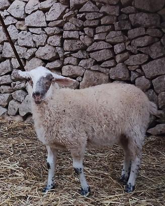 Agnello