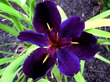 Iris louisiana Black Gamecock pianta laghetto